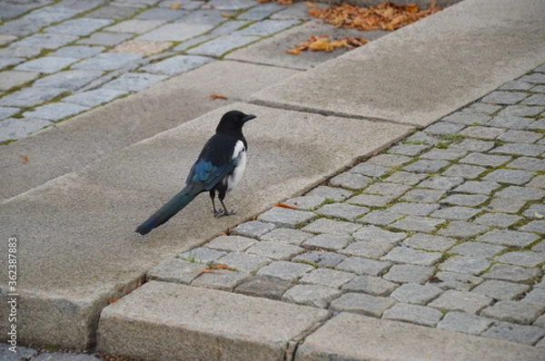 Obraz bird on the road