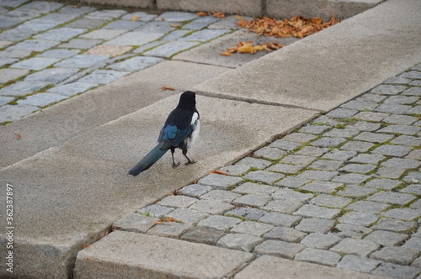 Obraz bird on the road