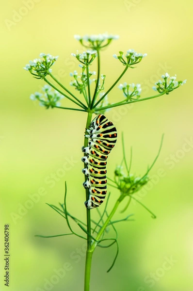Obraz butterfly caterpillar Papilio machaon on a forest plant on a summer day