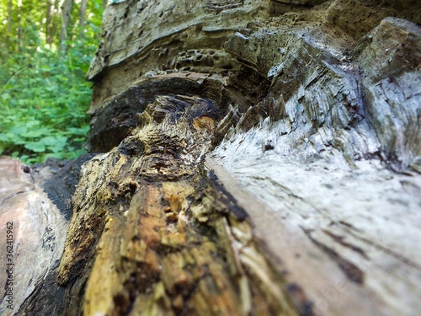 Obraz Decorative tree bark patterns in the green forest