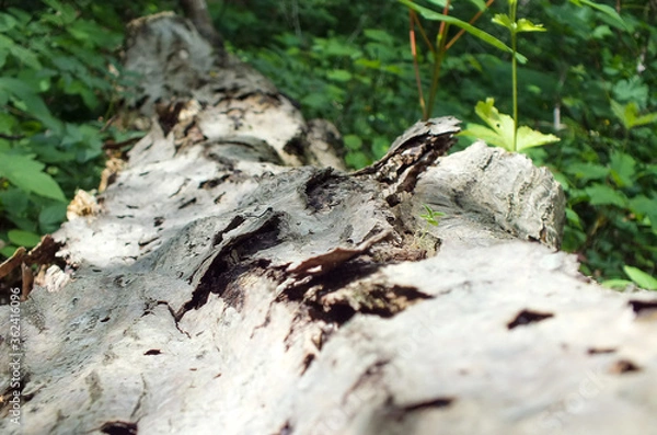Obraz Decorative tree bark patterns in the green forest