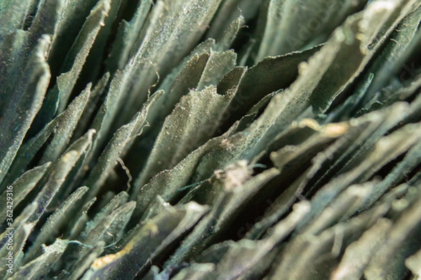 Obraz Macro Photo of Grass 