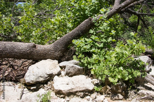 Obraz a fallen tree and large rocks in a stream bed