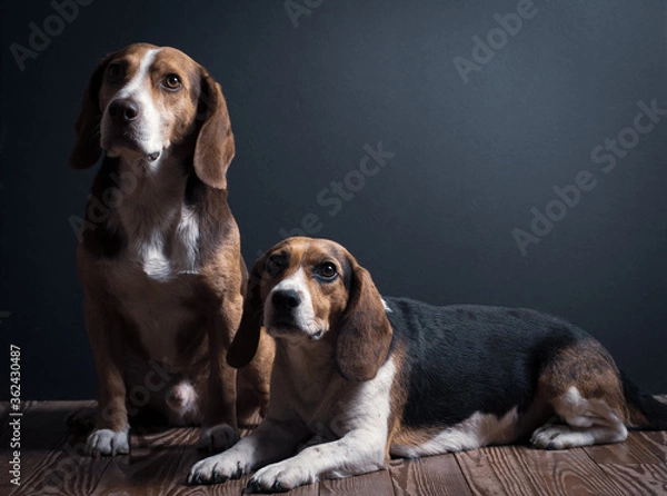 Fototapeta Murphy & Isla 2