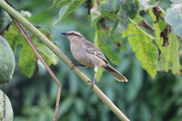 Fototapeta Sabiá do Campo