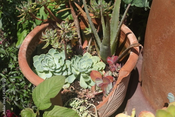 Fototapeta SUCCULENTS IN A BROKEN POT 