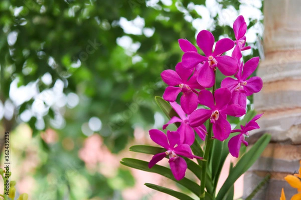 Obraz Pink orchid flowers in the garden.