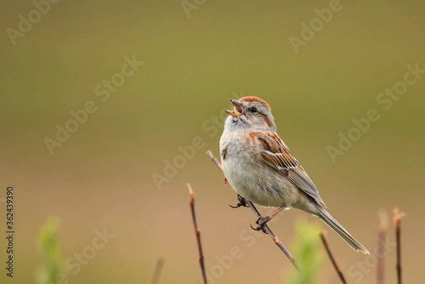 Fototapeta An American Tree Sparrow sings from an exposed perch during the summer on Alaska's North Slope.