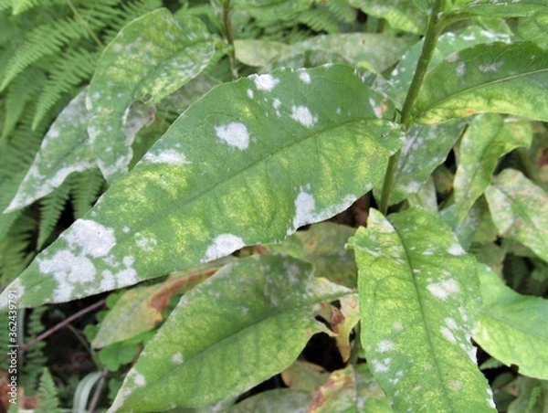 Obraz Closeup of powdery mildew fungal disease on the leaves of a peony plant 