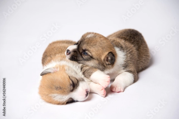 Fototapeta 生まれたばかりのコーギーの赤ちゃん