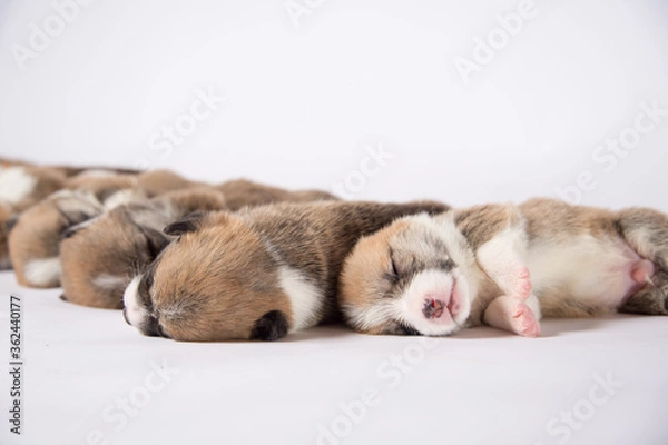 Fototapeta 生後2週間のコーギーの赤ちゃん