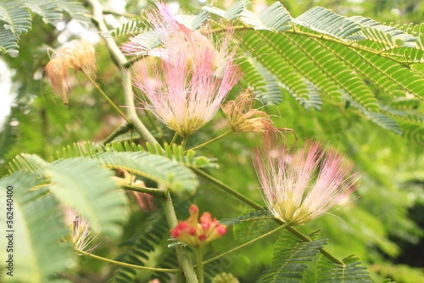 Fototapeta ネムの花と蕾