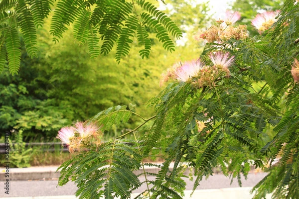 Fototapeta 山道際に生えるネムの木
