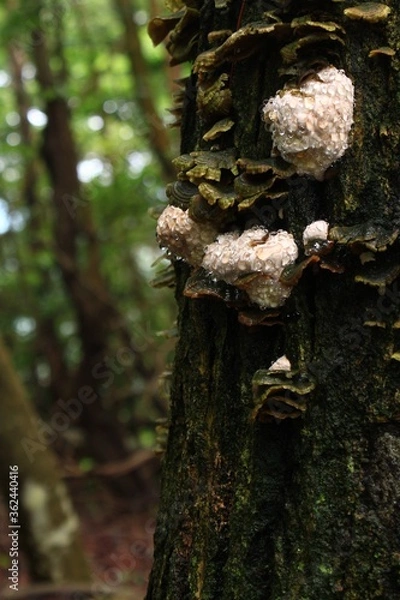 Obraz 水滴とキノコ