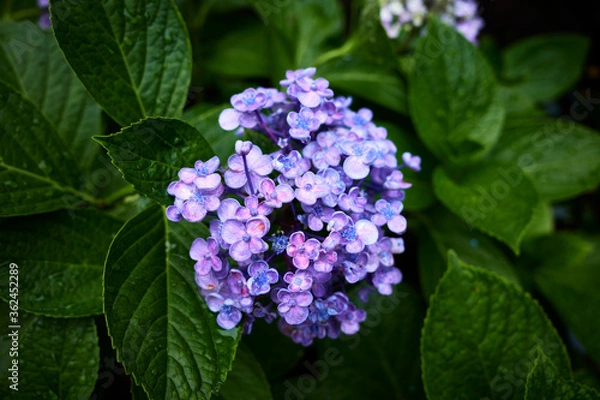 Fototapeta 紫陽花