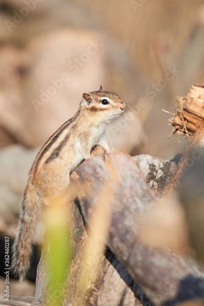 Fototapeta 伸ばしているリス