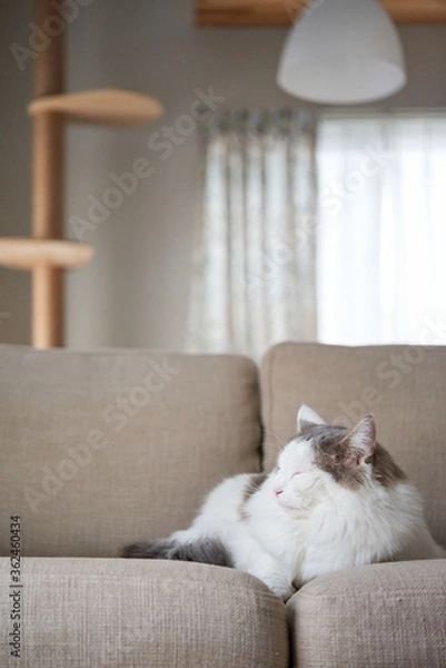 Obraz 家のソファの上で寝ている猫