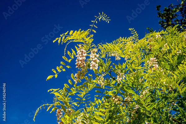 Obraz Акация цветущая