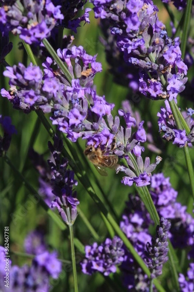 Obraz Fleur de lavande