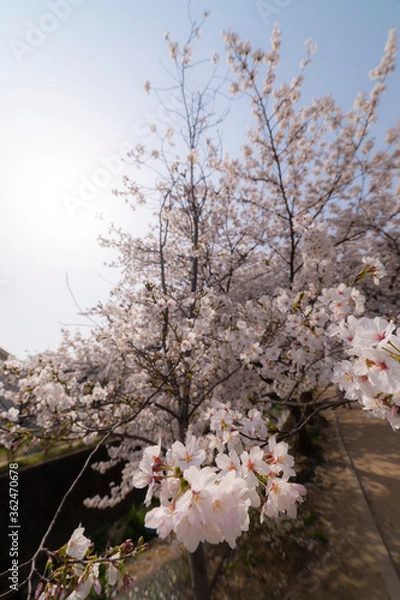 Obraz 桜