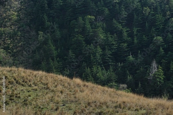 Obraz pine trees in the mountains