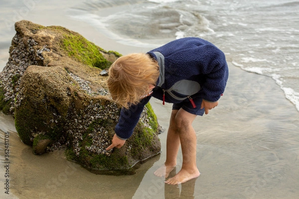 Obraz Small boy at the beach reaching out to touch some sea anemones on a rock at the tide pools