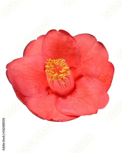 Obraz Camellia flower isolated on white background, clipping mask included.
