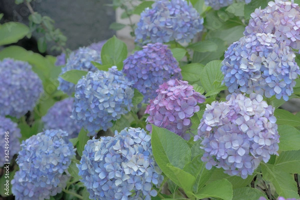 Obraz Beautiful Japanese flowers such as bridal bouquets and flower arrangements, hydrangeas