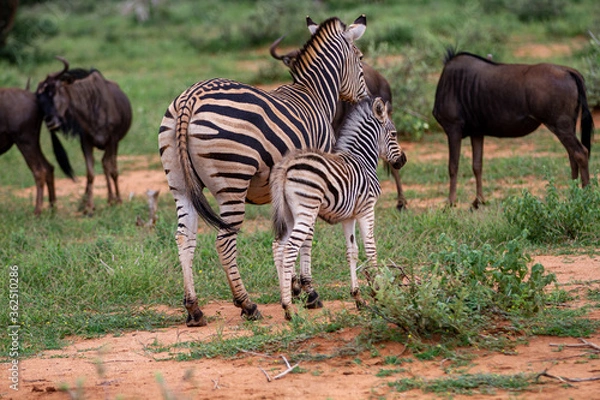 Obraz Plains Zebra
