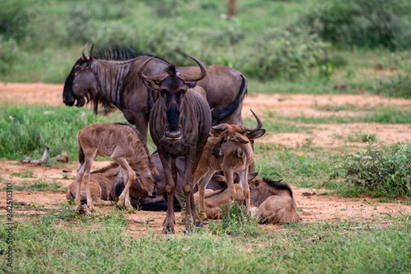 Obraz Blue Wildebeest
