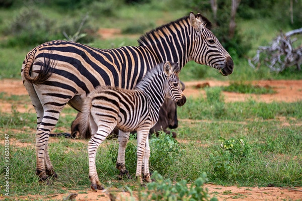 Obraz Plains Zebra