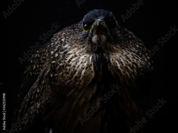 Obraz Raptor on the night