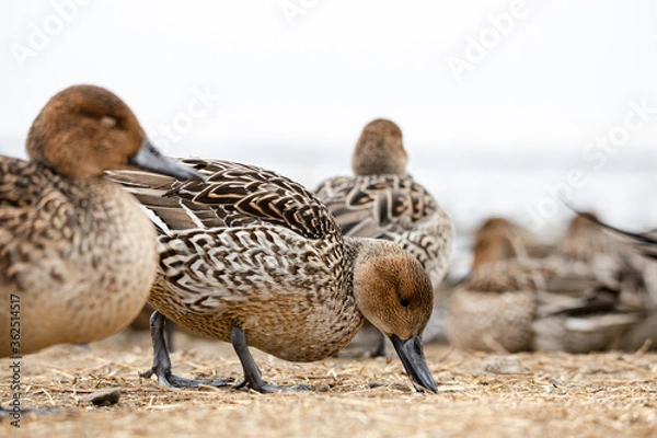 Obraz duck and ducklings