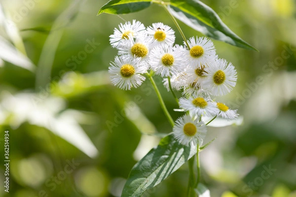 Obraz white flowers in a field