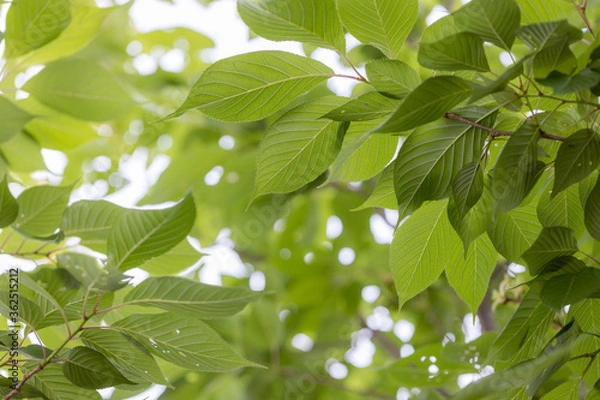 Obraz green leaves on a tree