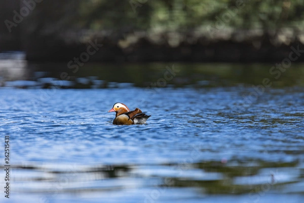 Obraz mandarin duck on the river