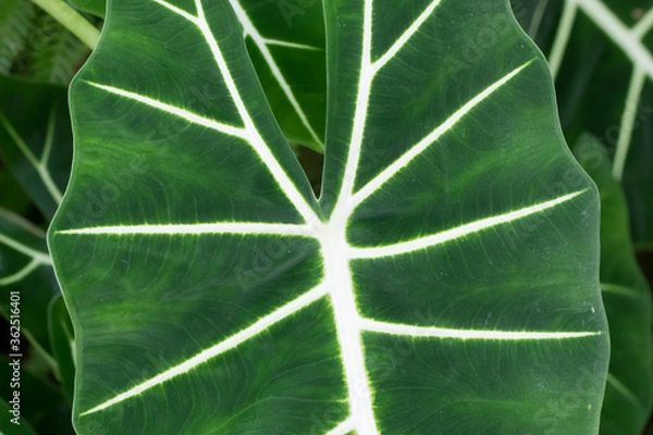 Obraz green leaf texture