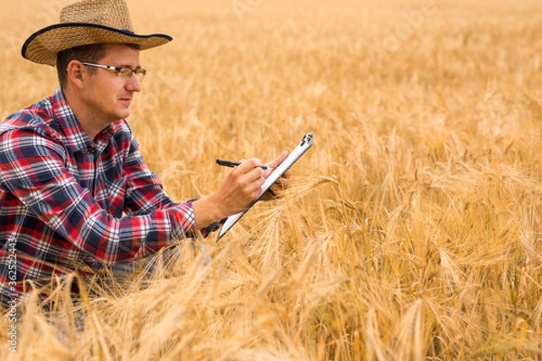 Fototapeta Agronomist writing on a document the wheat development plan. Agriculture and harvesting concept. Wheat sprouts in a farmer's hand.