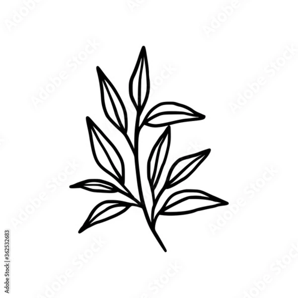 Fototapeta Hand drawn monochrome plant, leaf logo element. Symbol, greeting cards, botanical icon, or banner. Summer, spring, and autumn botany element