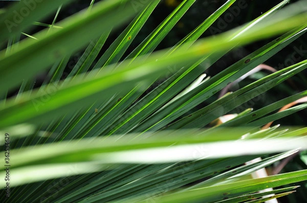 Fototapeta Green Grass Background