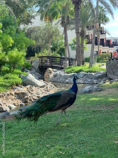 Obraz peacock in the garden
