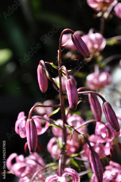 Obraz Pink Flowers on Black