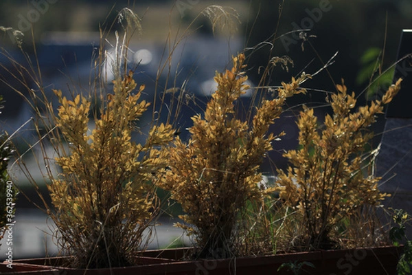 Obraz Drei Goldpflanzen