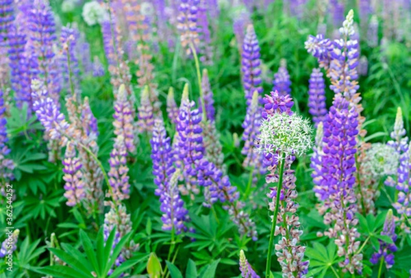 Fototapeta Blooming lupine flower. Purple lupine flower. Field lupine.