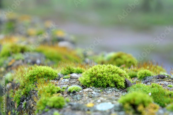 Obraz Moosbebauungsgebiet 