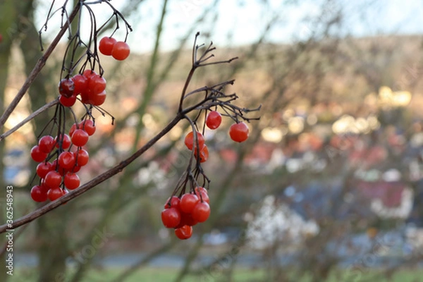 Obraz Beeren ohne Blätter 