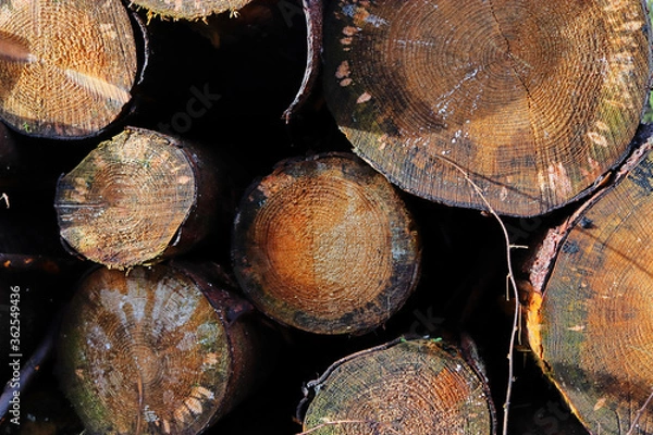 Obraz Holz aus der Seitenansicht 2