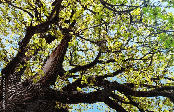Obraz Big green branching tree against clear blue sky in park