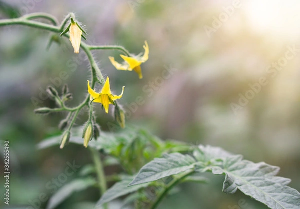 Fototapeta yellow tomato flowers, unripe tomatos in garden, banner copy space