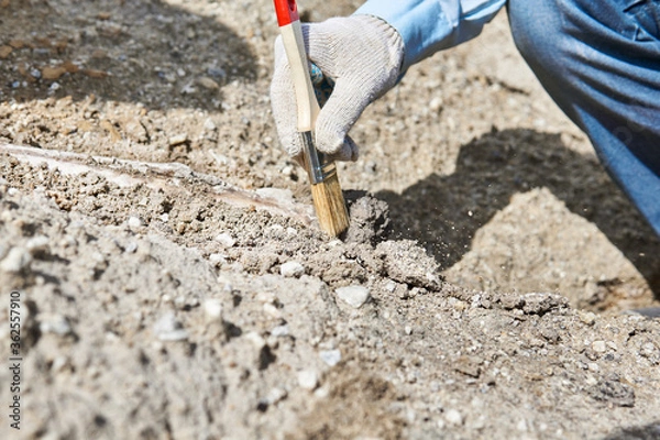 Fototapeta paleontologist's hand with brush cleansing fossil bone from sand